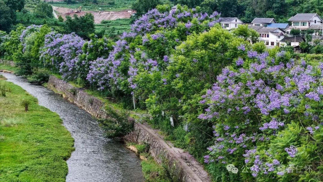 九仓河畔蓝花楹唯美绽放(图1) 九仓河畔蓝花楹唯美绽放(图1)