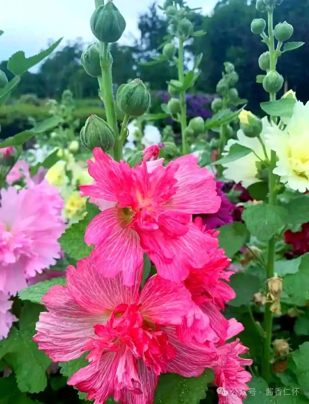 『仁怀物种』如今正是蜀葵时(图3) 『仁怀物种』如今正是蜀葵时(图3)