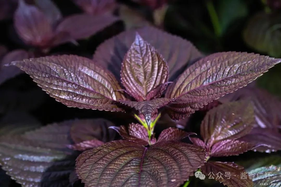 『仁怀物种』未妨无暑药,熟水紫苏香(图4) 『仁怀物种』未妨无暑药,熟水紫苏香(图4)