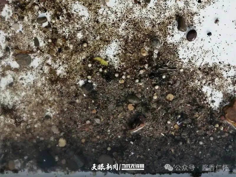 呼唤长江鲟归来！从野外灭绝到赤水河野外自然产卵孵化何以实现重生？(图1)