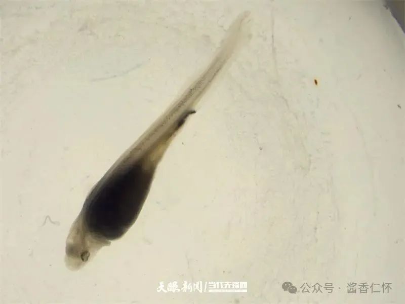 呼唤长江鲟归来！从野外灭绝到赤水河野外自然产卵孵化何以实现重生？(图2)