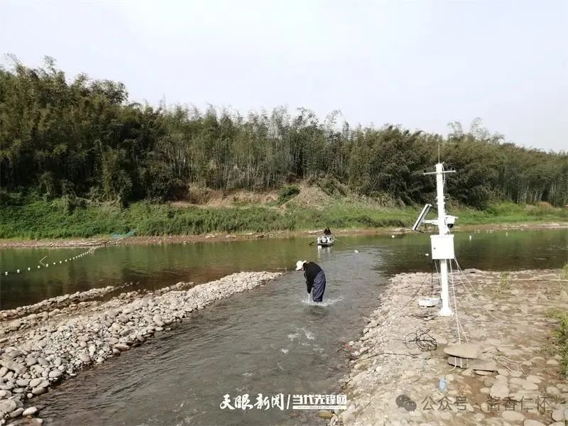 呼唤长江鲟归来！从野外灭绝到赤水河野外自然产卵孵化何以实现重生？(图7)