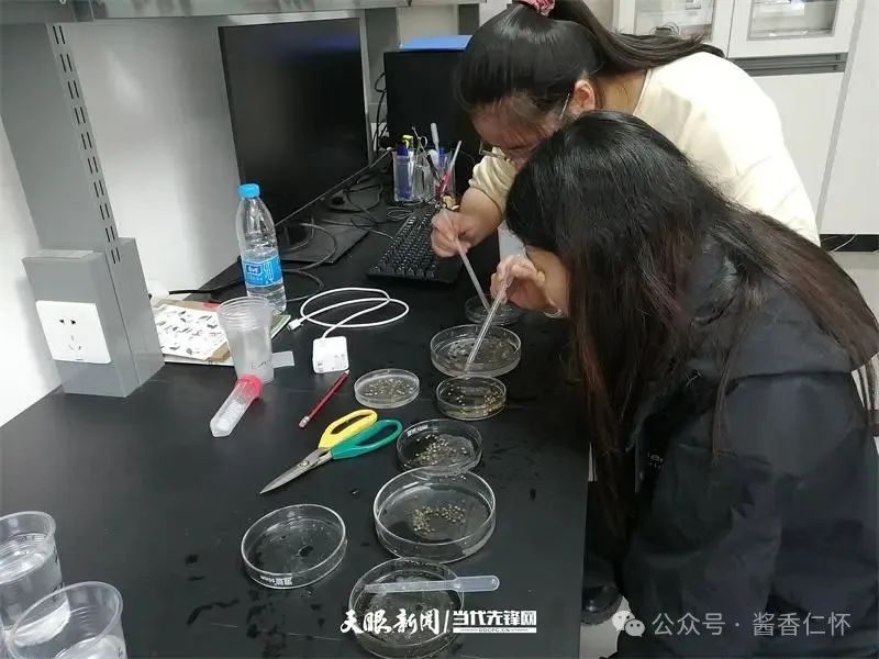 呼唤长江鲟归来！从野外灭绝到赤水河野外自然产卵孵化何以实现重生？(图8)