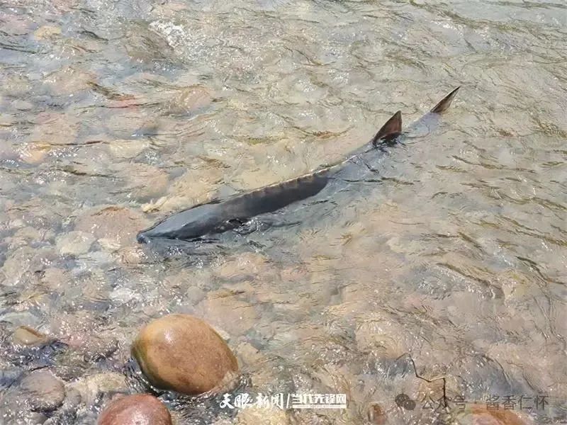 呼唤长江鲟归来！从野外灭绝到赤水河野外自然产卵孵化何以实现重生？(图9)