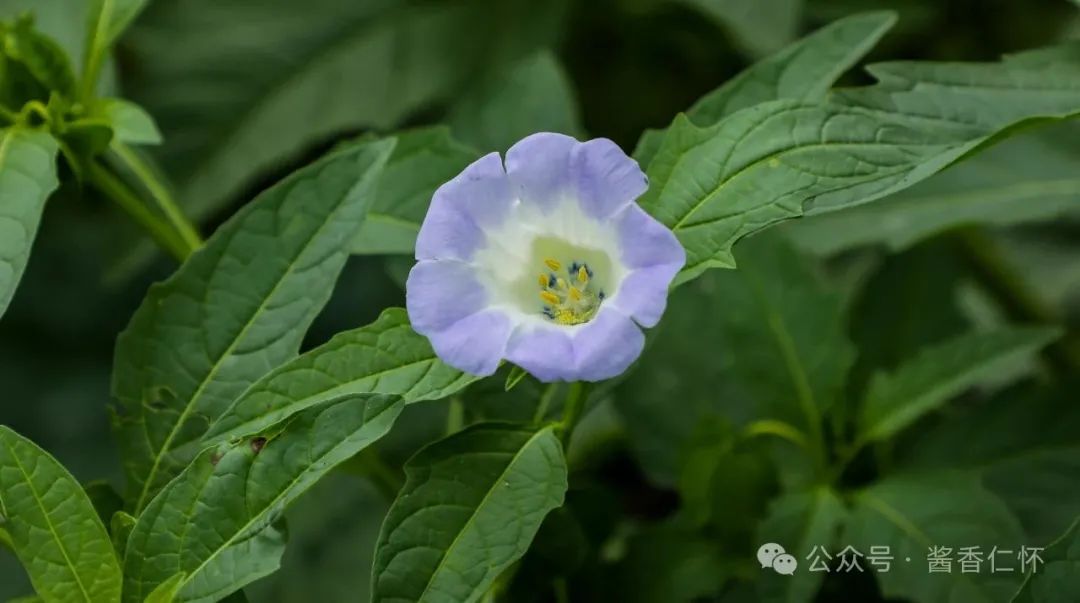 『仁怀物种』假酸浆:藏在果实里的夏天(图1) 『仁怀物种』假酸浆:藏在果实里的夏天(图1)