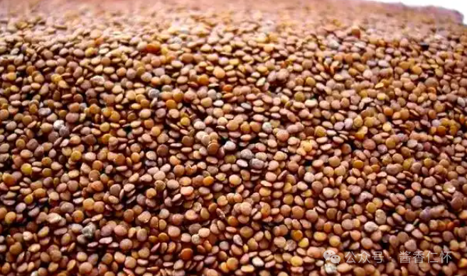 『仁怀物种』假酸浆:藏在果实里的夏天(图3) 『仁怀物种』假酸浆:藏在果实里的夏天(图3)