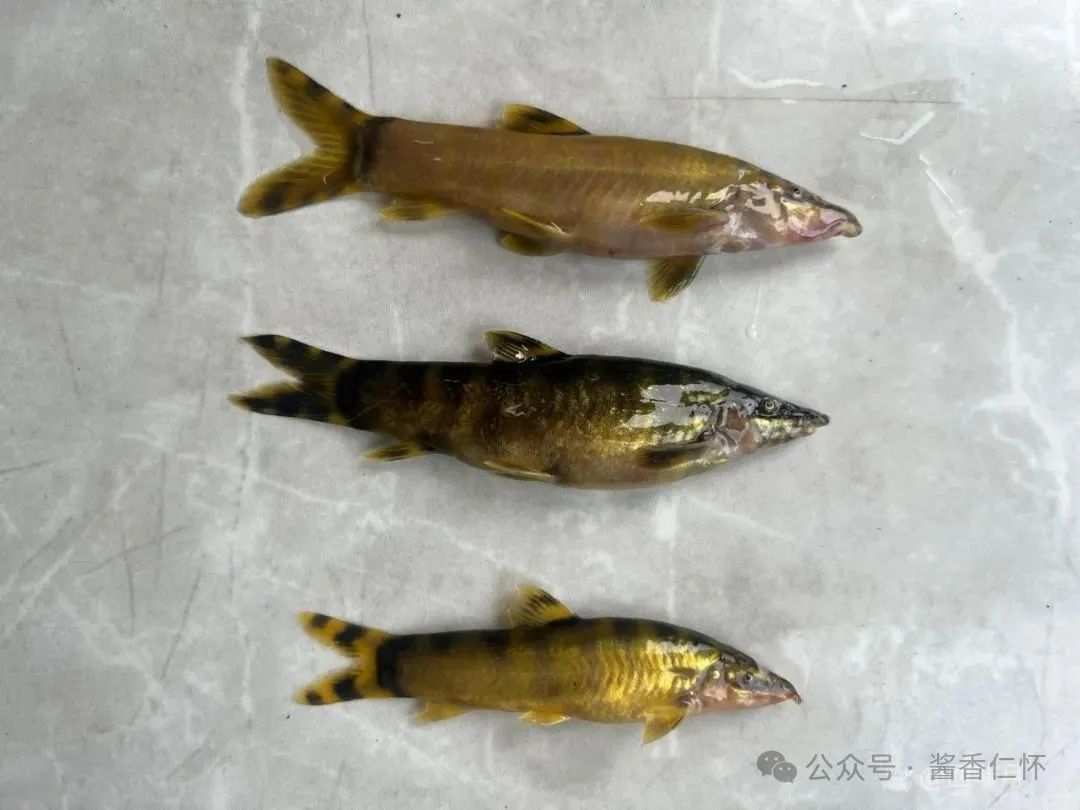 当一条鱼第二次游回赤水河(图2)