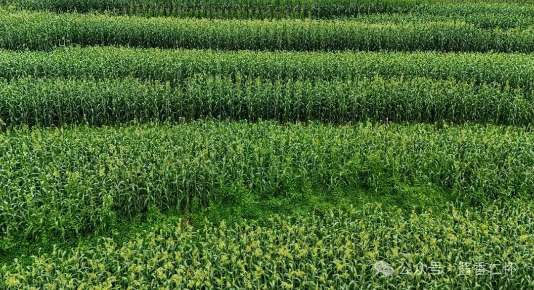 仁怀糯高粱抽穗扬花(图2) 仁怀糯高粱抽穗扬花(图2)