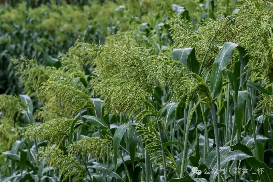 仁怀糯高粱抽穗扬花(图1) 仁怀糯高粱抽穗扬花(图1)