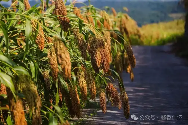 棋道酒香同酝新机遇 酒文农旅共谱新篇章(图6) 棋道酒香同酝新机遇 酒文农旅共谱新篇章(图6)