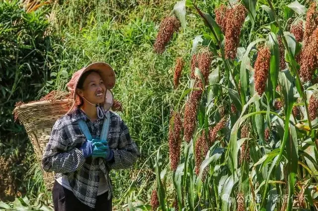 遵义130万亩高粱丰收(图2) 遵义130万亩高粱丰收(图2)