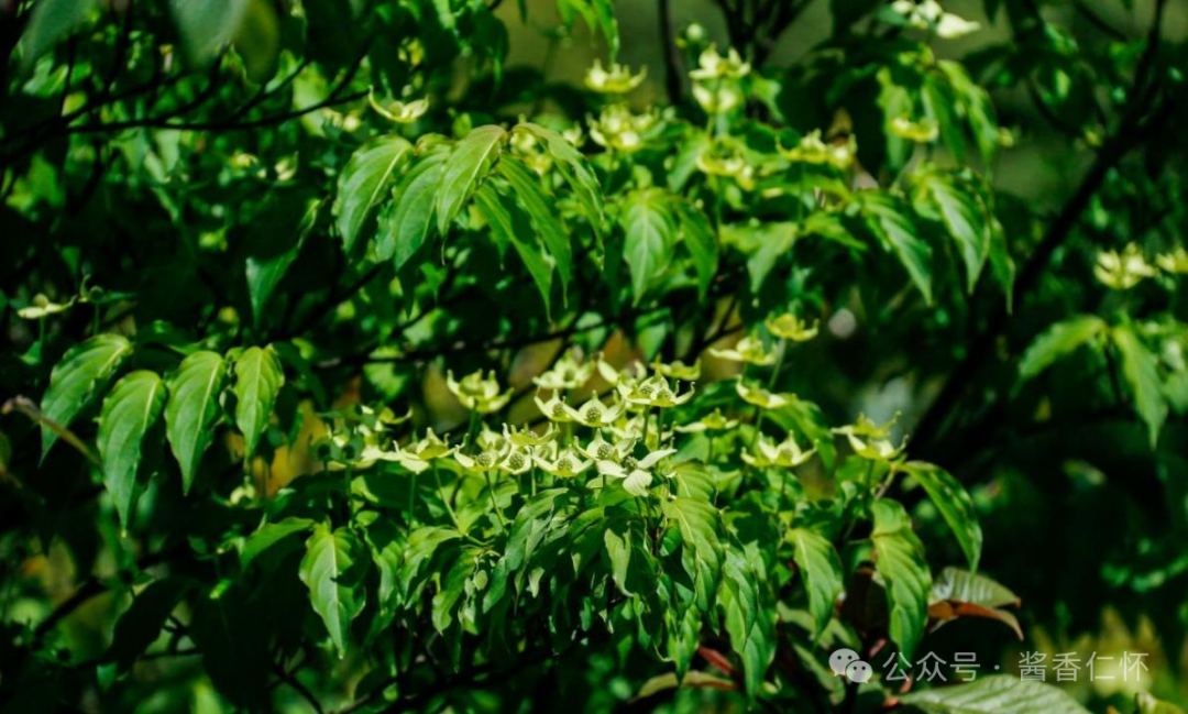 『仁怀物种』秋日仁怀:四照果红满山岗(图2) 『仁怀物种』秋日仁怀:四照果红满山岗(图2)