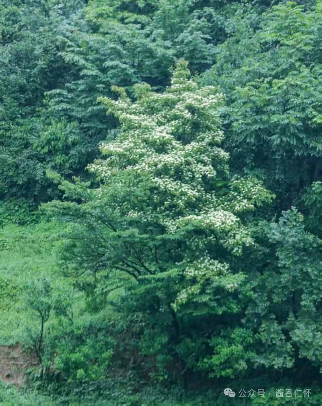 『仁怀物种』秋日仁怀:四照果红满山岗(图3) 『仁怀物种』秋日仁怀:四照果红满山岗(图3)