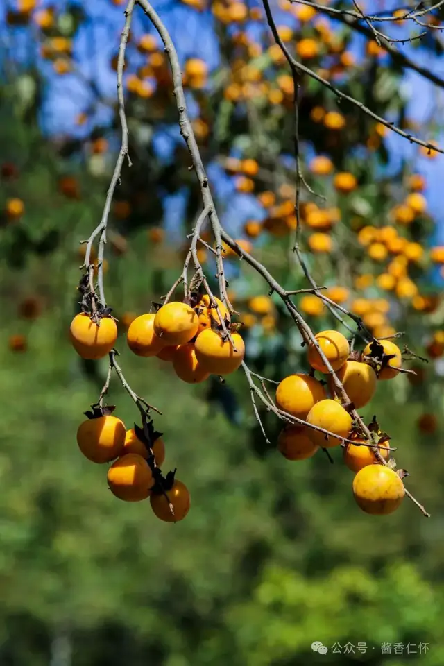 『仁怀物种』柿景秋深(图4) 『仁怀物种』柿景秋深(图4)