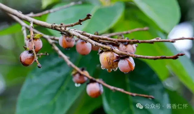 『仁怀物种』柿景秋深(图3) 『仁怀物种』柿景秋深(图3)