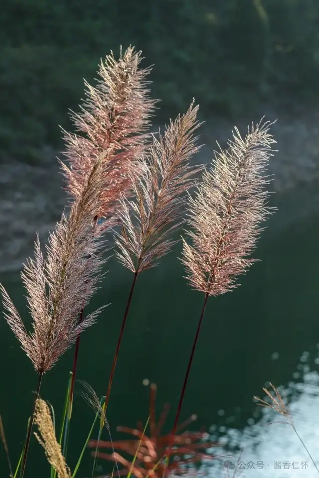 『仁怀物种』秋染仁怀坡地:斑茅的生态坚守与人文絮语(图2) 『仁怀物种』秋染仁怀坡地:斑茅的生态坚守与人文絮语(图2)