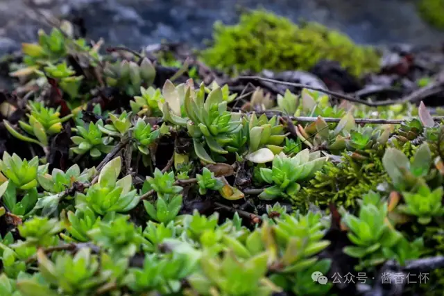 『仁怀物种』垂盆草:石隙间的生命绿宝石(图1) 『仁怀物种』垂盆草:石隙间的生命绿宝石(图1)
