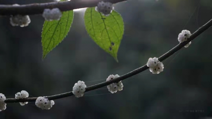 【专家看“四改”】||微生物学博士张春林：为酿酒微生物营造更适宜空间(图4)