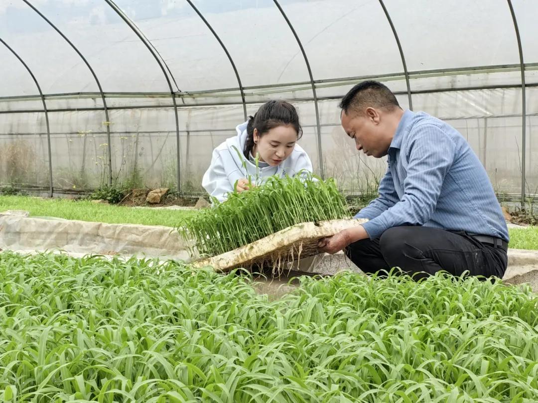仁怀：酒用高粱移栽(图1)