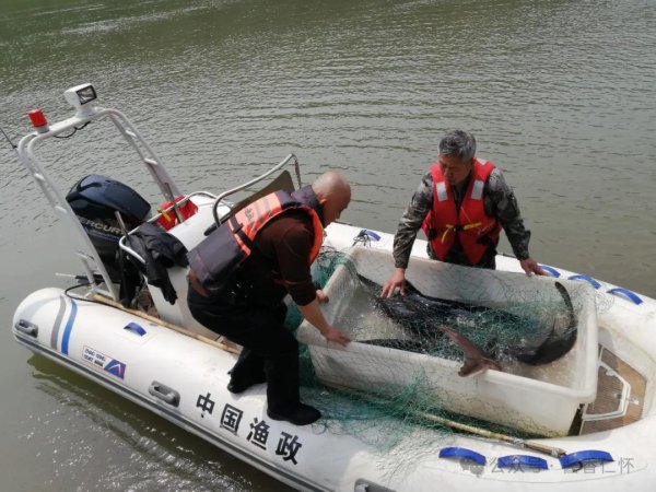 赤水河长江鲟自然繁殖试验取得成功